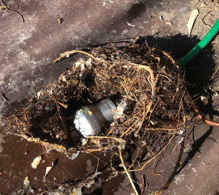 Pipe covered in tree roots requiring blocked drain repair