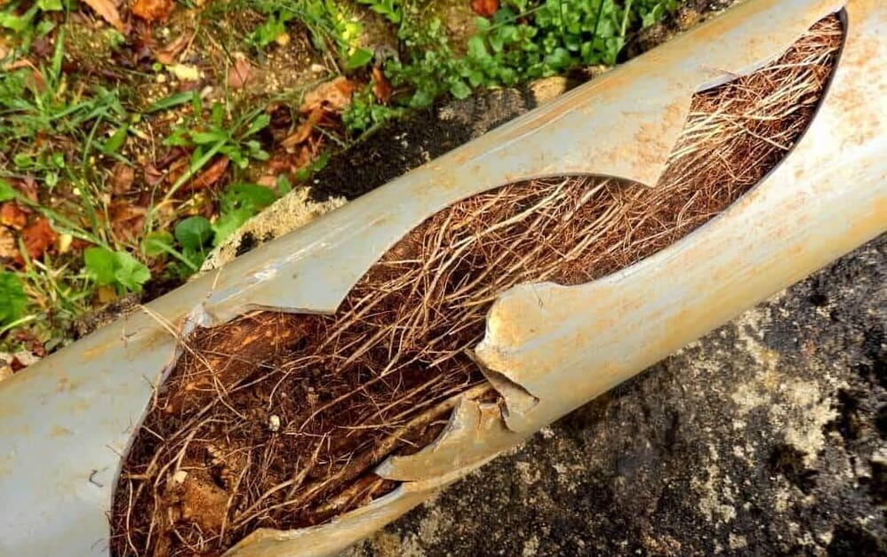 Kenec Plumbing and Gas plumbing pipe blocked by plant roots