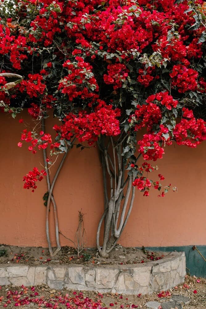 Kenec Plumbing & Gas can detect plumbing blockage caused by notorious plants like bougainvillea